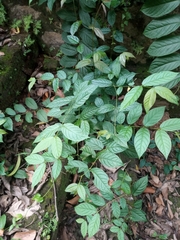 Salacia reticulata