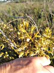 Eulophia tristis