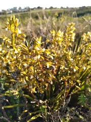 Eulophia tristis