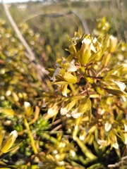 Eulophia tristis