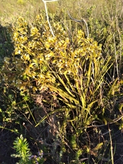 Eulophia tristis