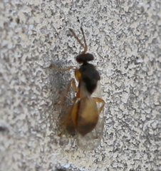 Eulophinae