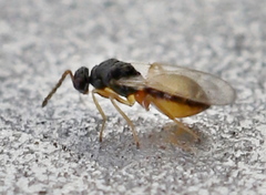 Eulophinae