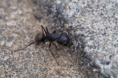 Camponotus japonicus