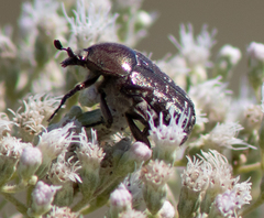 Euphoria sepulcralis