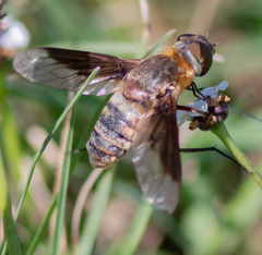 Exoprosopa brevirostris
