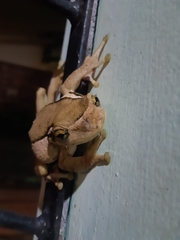 Trachycephalus mesophaeus