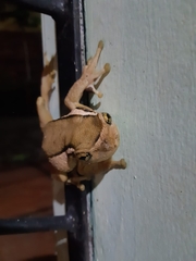 Trachycephalus mesophaeus