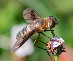 Exoprosopa brevirostris