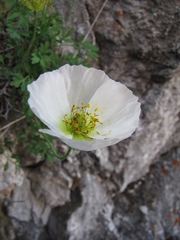 Papaver popovii