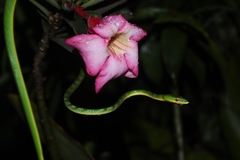 Ahaetulla mycterizans