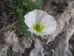 Papaver popovii
