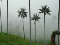 Ceroxylon quindiuense