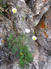 Papaver popovii