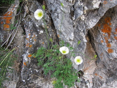 Papaver popovii