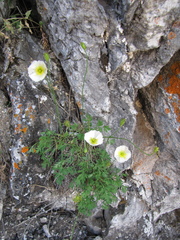 Papaver popovii