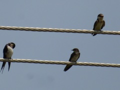 Hirundo aethiopica