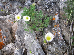 Papaver popovii