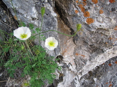 Papaver popovii