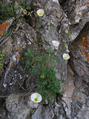 Papaver popovii