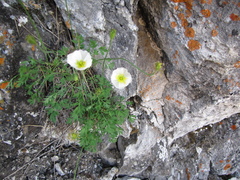 Papaver popovii