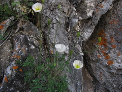 Papaver popovii