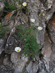 Papaver popovii