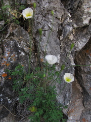 Papaver popovii
