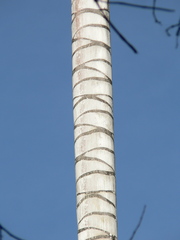 Ceroxylon quindiuense