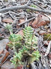 Crassula mollis