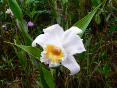 Sobralia powellii