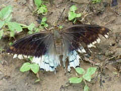 Charaxes epijasius