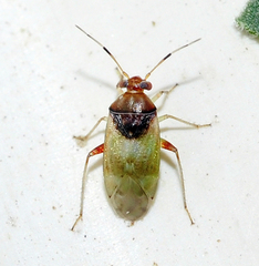 Pinalitus conspurcatus