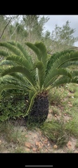 Encephalartos longifolius