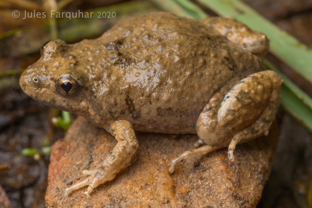 Beeping Froglet