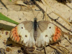 Colotis danae eupompe