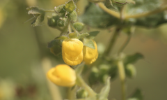 Calceolaria petioalaris