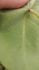 Tarophagus colocasiae