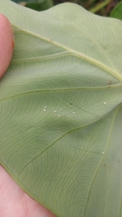 Tarophagus colocasiae