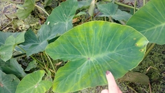 Tarophagus colocasiae