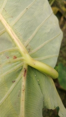 Tarophagus colocasiae