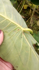 Tarophagus colocasiae