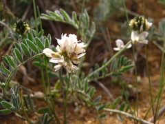 Astragalus olchonensis