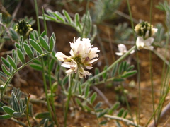 Astragalus olchonensis