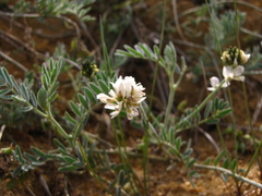 Astragalus olchonensis
