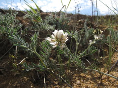 Astragalus olchonensis