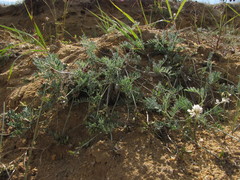 Astragalus olchonensis