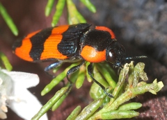 Castiarina gibbicollis