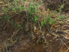 Astragalus olchonensis