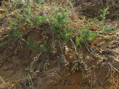 Astragalus olchonensis